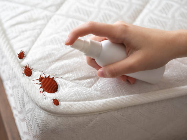 Best Ant Control Services  in Winfield, MO