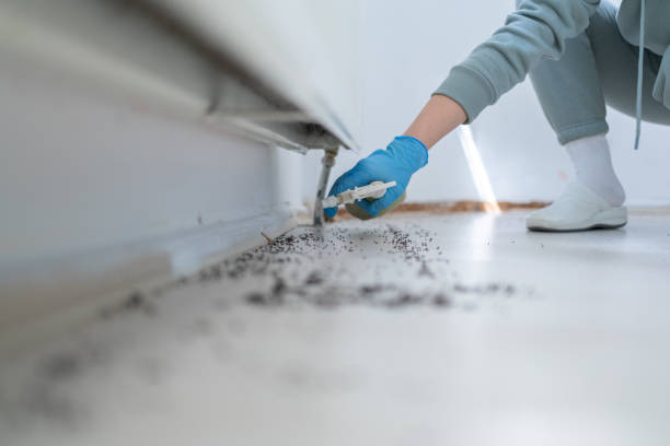 Best Flea Control Services  in Winfield, MO